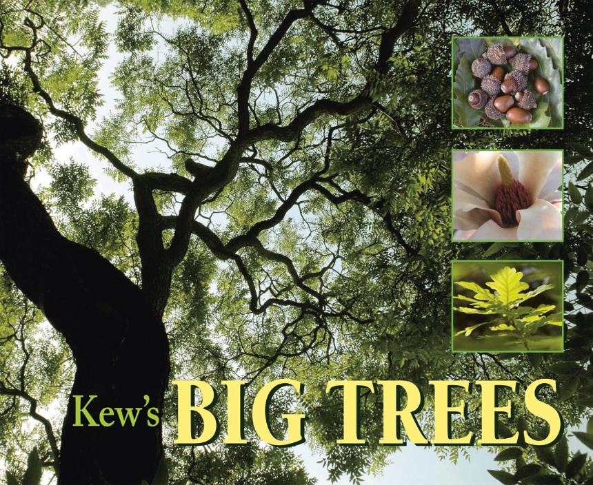 Kew’s Big Trees