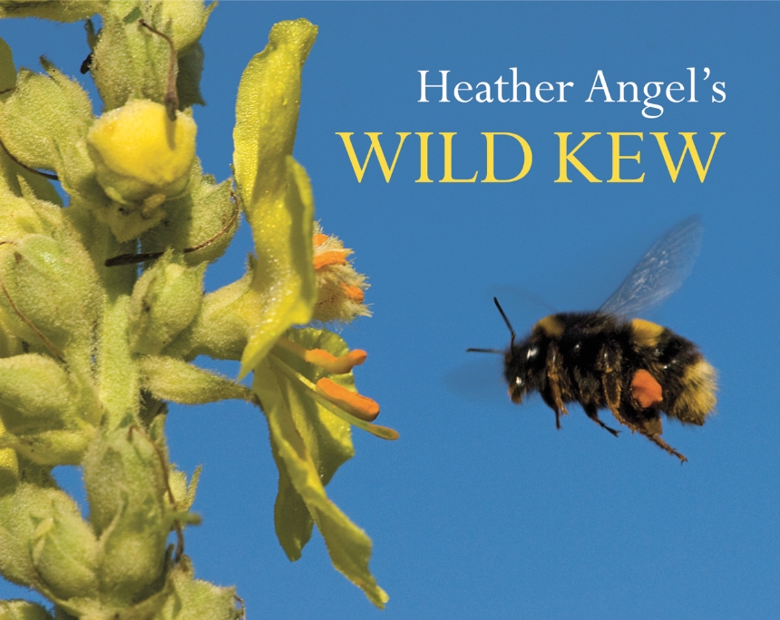 Heather Angel’s Wild Kew