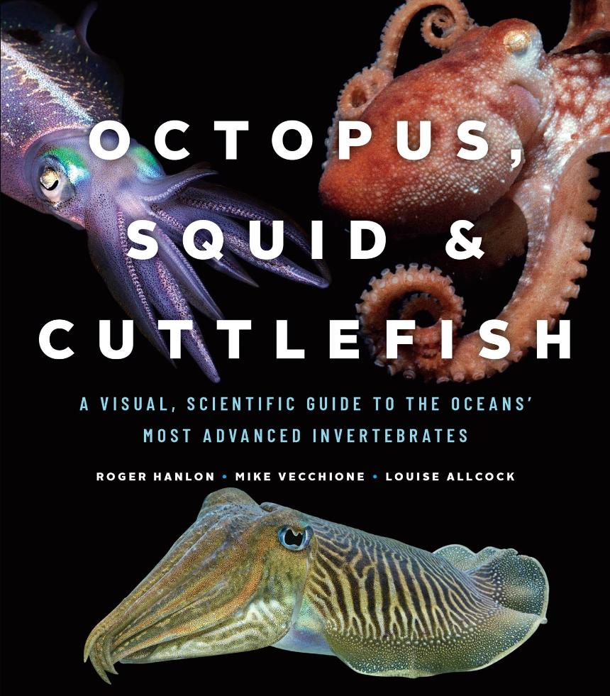 Octopus, Squid, and Cuttlefish