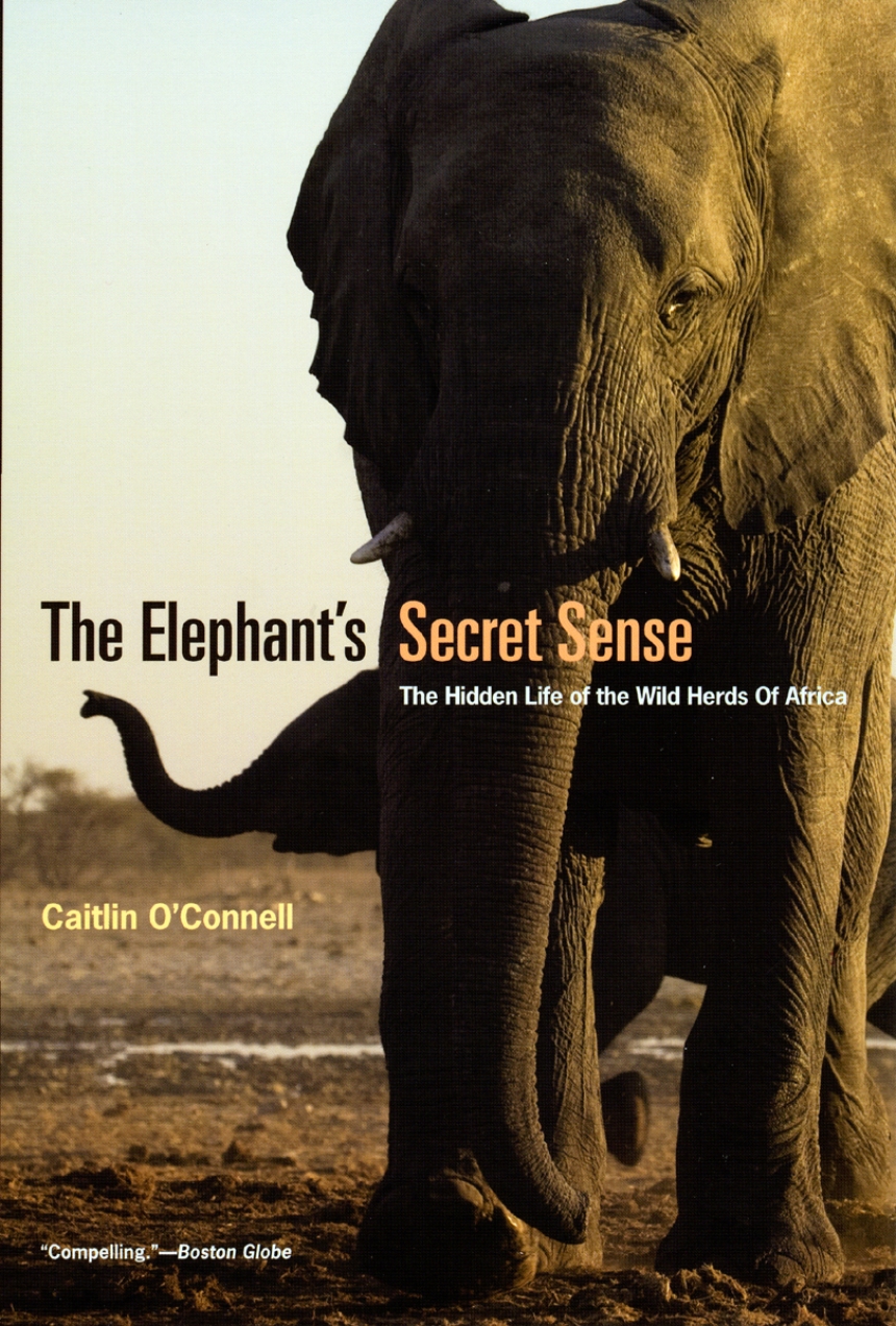 The Elephant’s Secret Sense