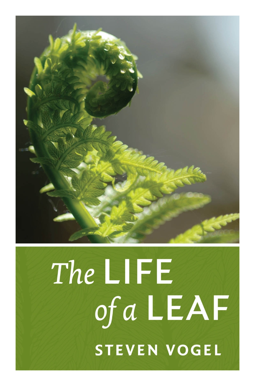 The Life of a Leaf