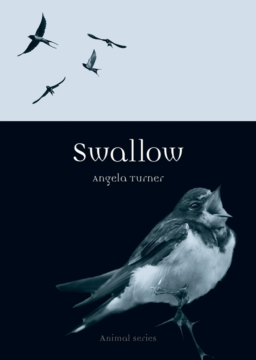 Swallow