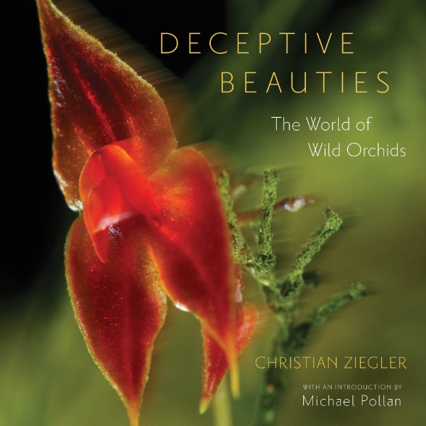 Deceptive Beauties: The World of Wild Orchids