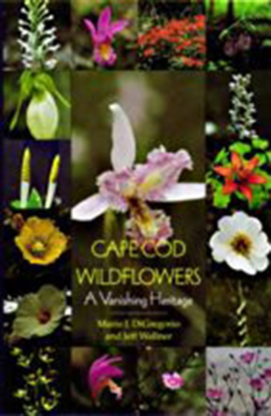 Cape Cod Wildflowers: A Vanishing Heritage