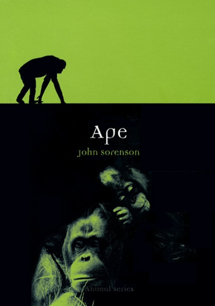 Ape