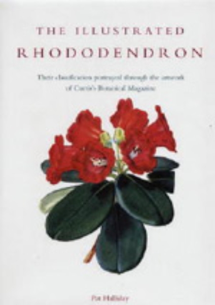 Illustrated Rhododendron