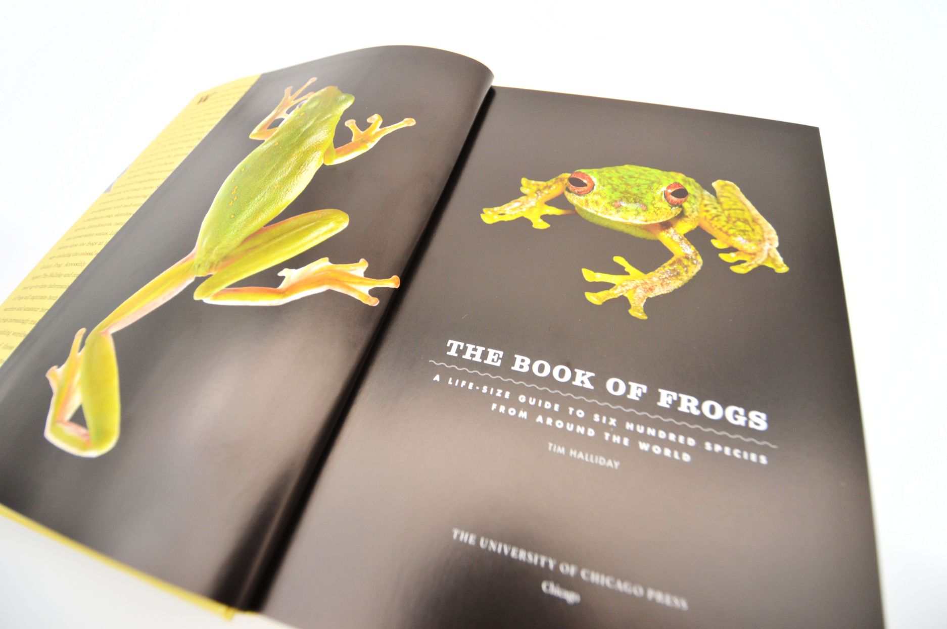 Book of Frogs 01 - click to open lightbox
