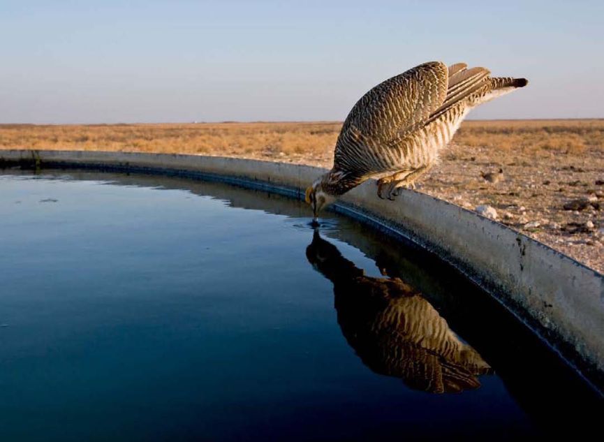 Great Plains: America's Lingering Wild, Forsberg, Kooser, Wishart