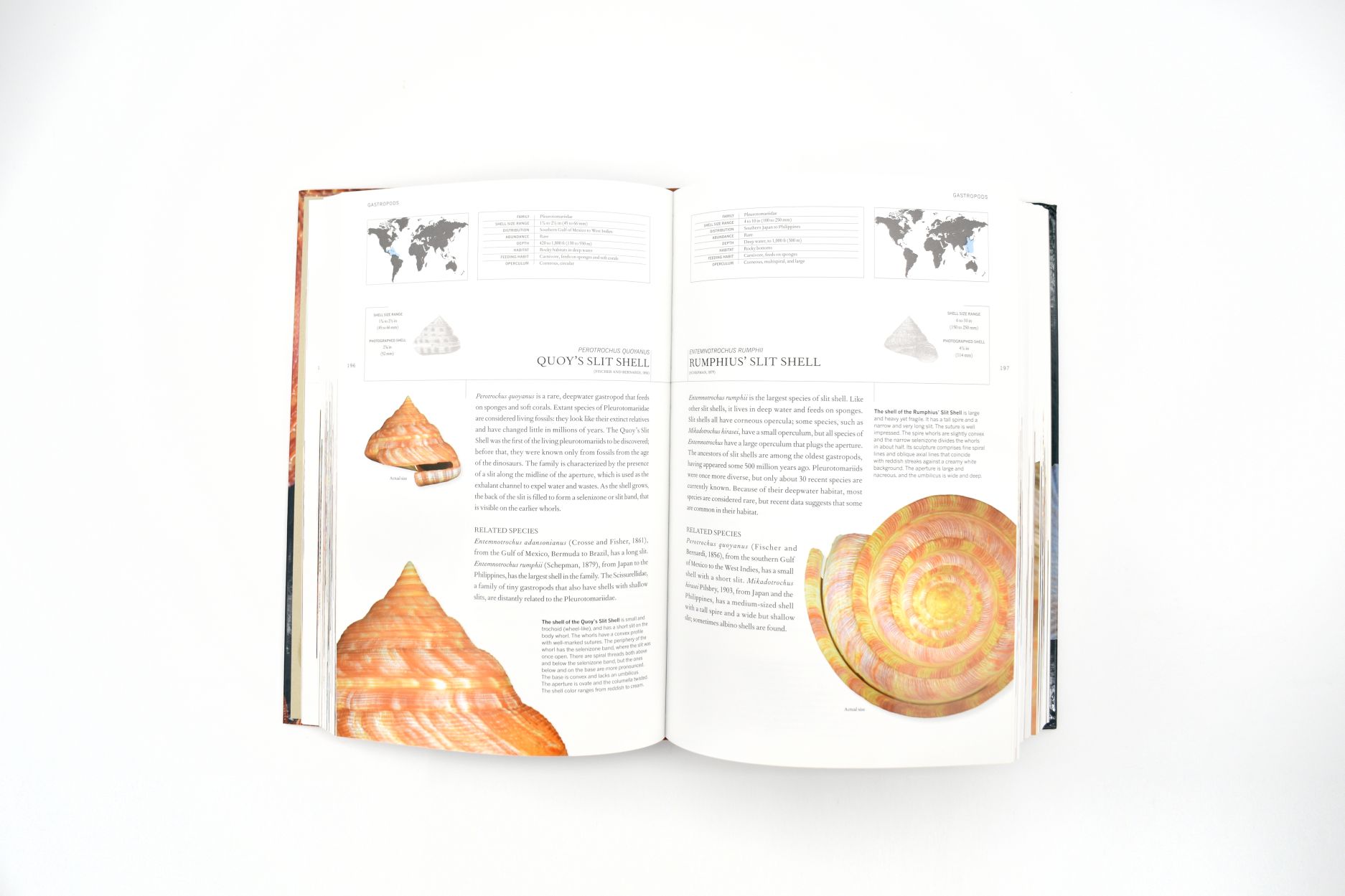 Guide to the Common Seashells of Britain and Ireland [Book]