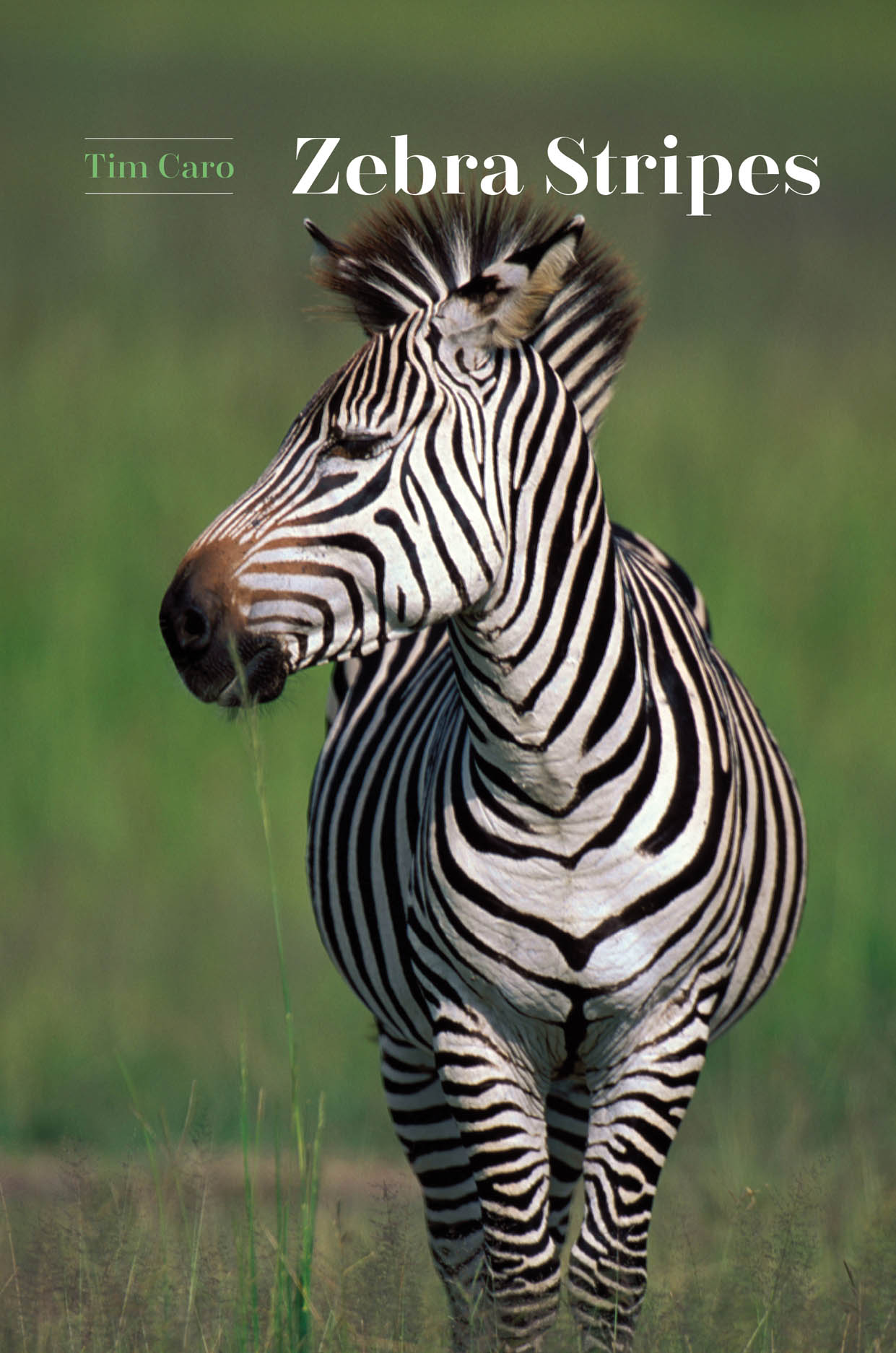 pictures of zebra stripes
