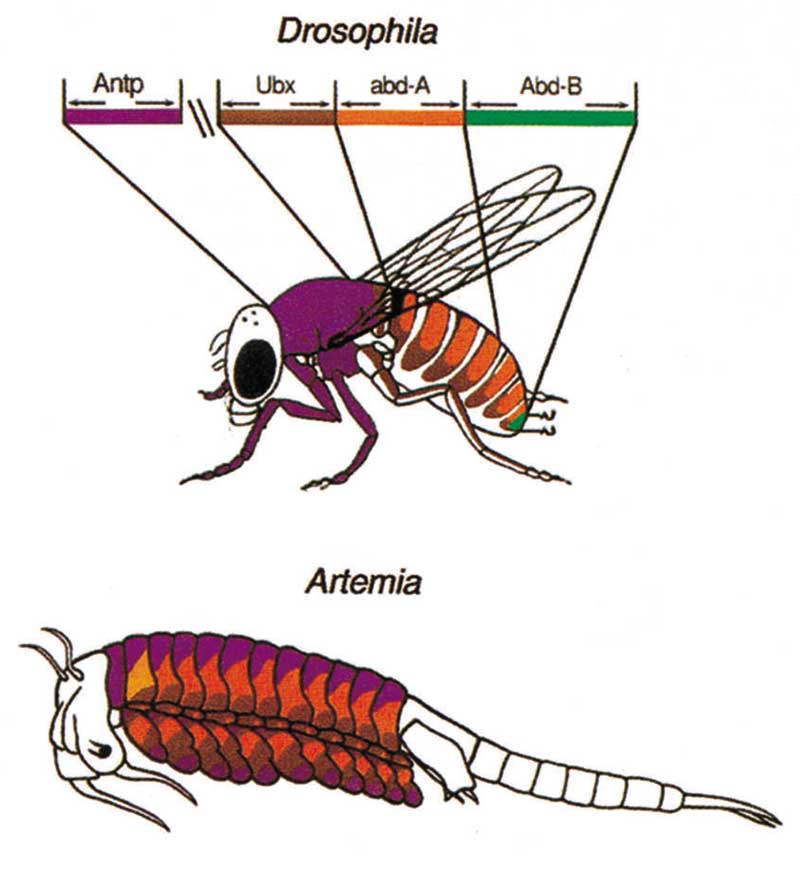 Evolution of Hox  gene regulation and the crustacean and insect body plans