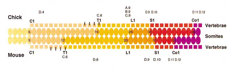 Hox genes and the evolution of vertebrate axial morphology.