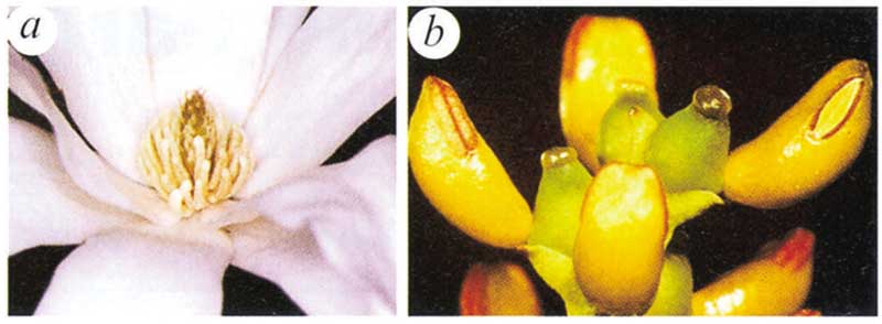 Extremes of floral diversity in extant basal (magnoliid) angiosperms.