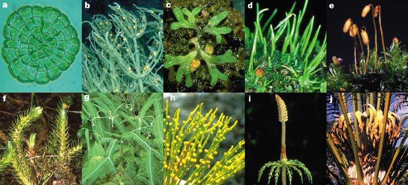 Morphological diversity among basal living land plants and potential land-plant sister groups.