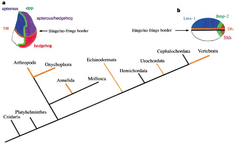 A cladogram of selected metazoans shows the distribution of major genes involved with appendage development.