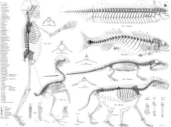 Plate 1