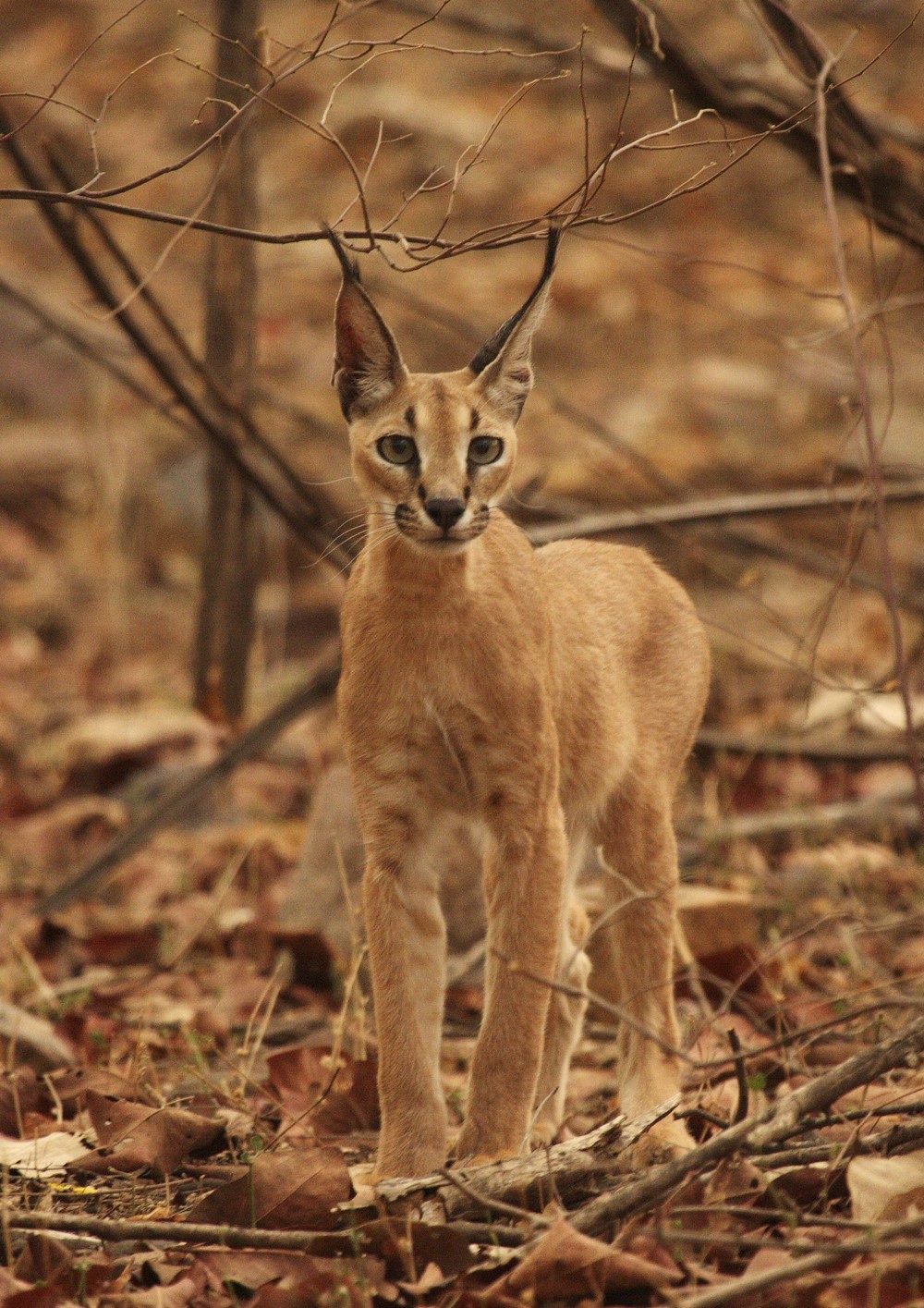 Rare Cats Images From The Wild Cat Book Everything You