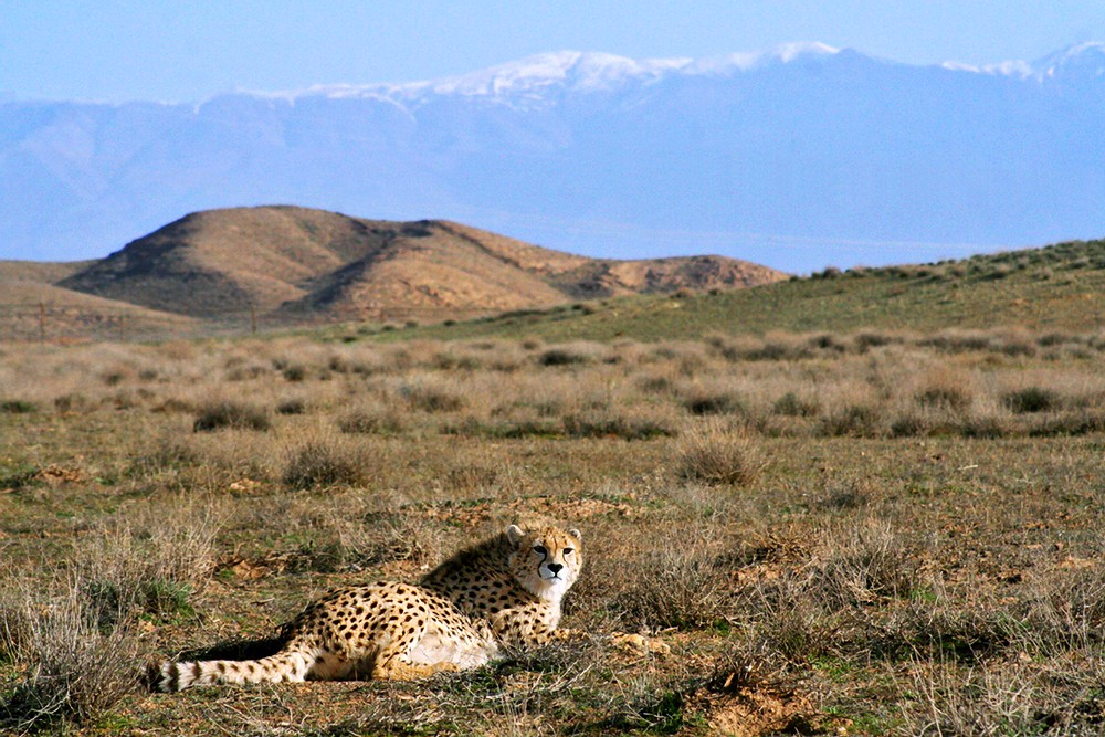 Asiatic cheetah